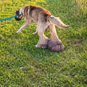 Barney's Remarkable Recovery: One Surgery Transforms His Ability to Walk