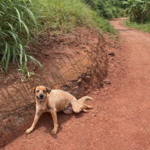 Rescue from the Highway Leads to a Surprising Pregnancy Discovery