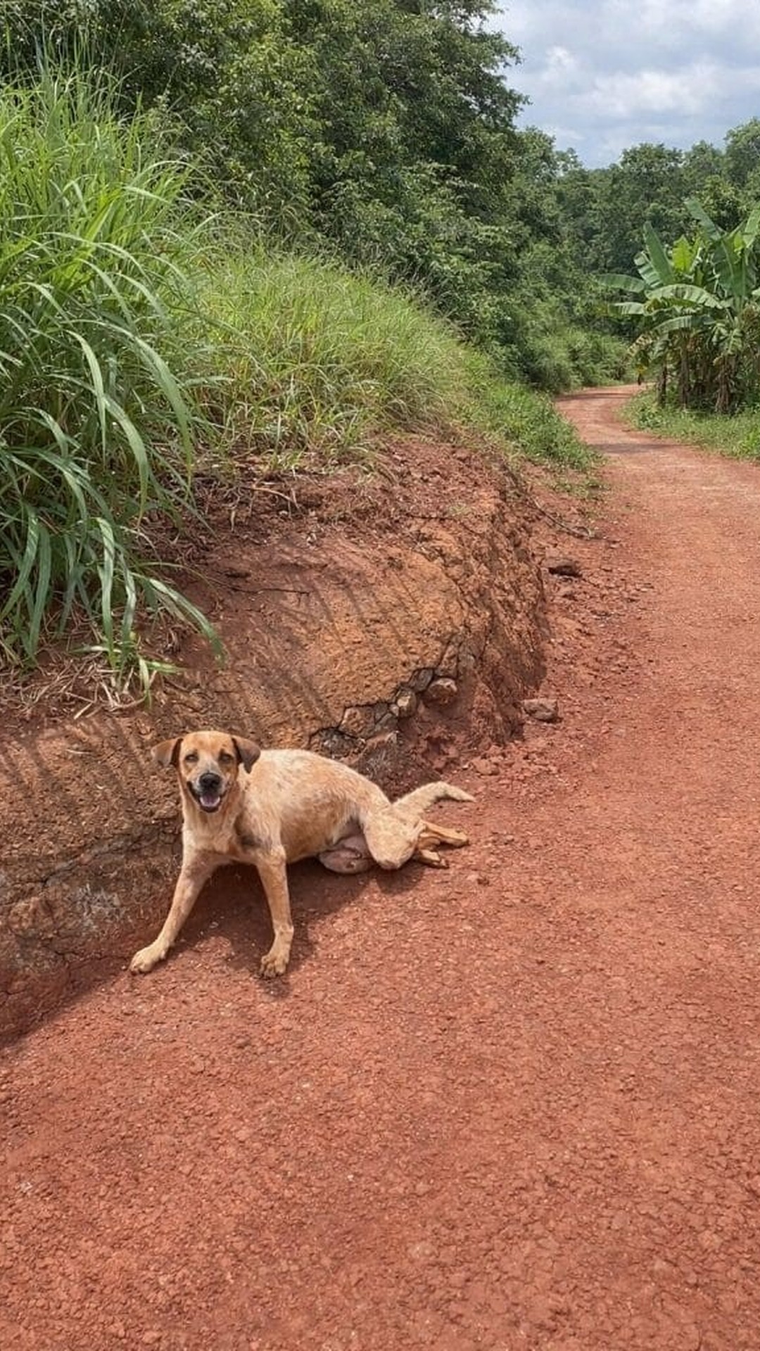 Rescue from the Highway Leads to a Surprising Pregnancy Discovery