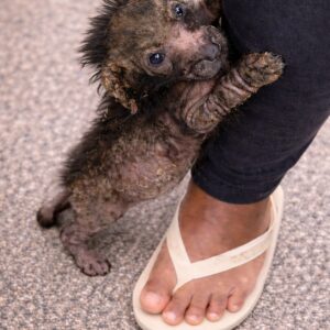Rescue Team Transforms Abandoned Dogs Into Playful Companions