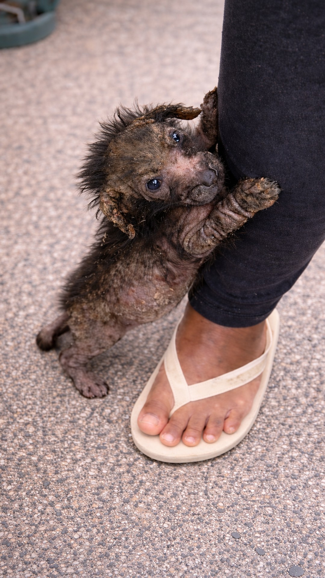 Rescue Team Transforms Abandoned Dogs Into Playful Companions
