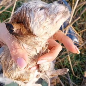 Rescue Progress: Four Puppies Revive from Hypothermia to Loving Home