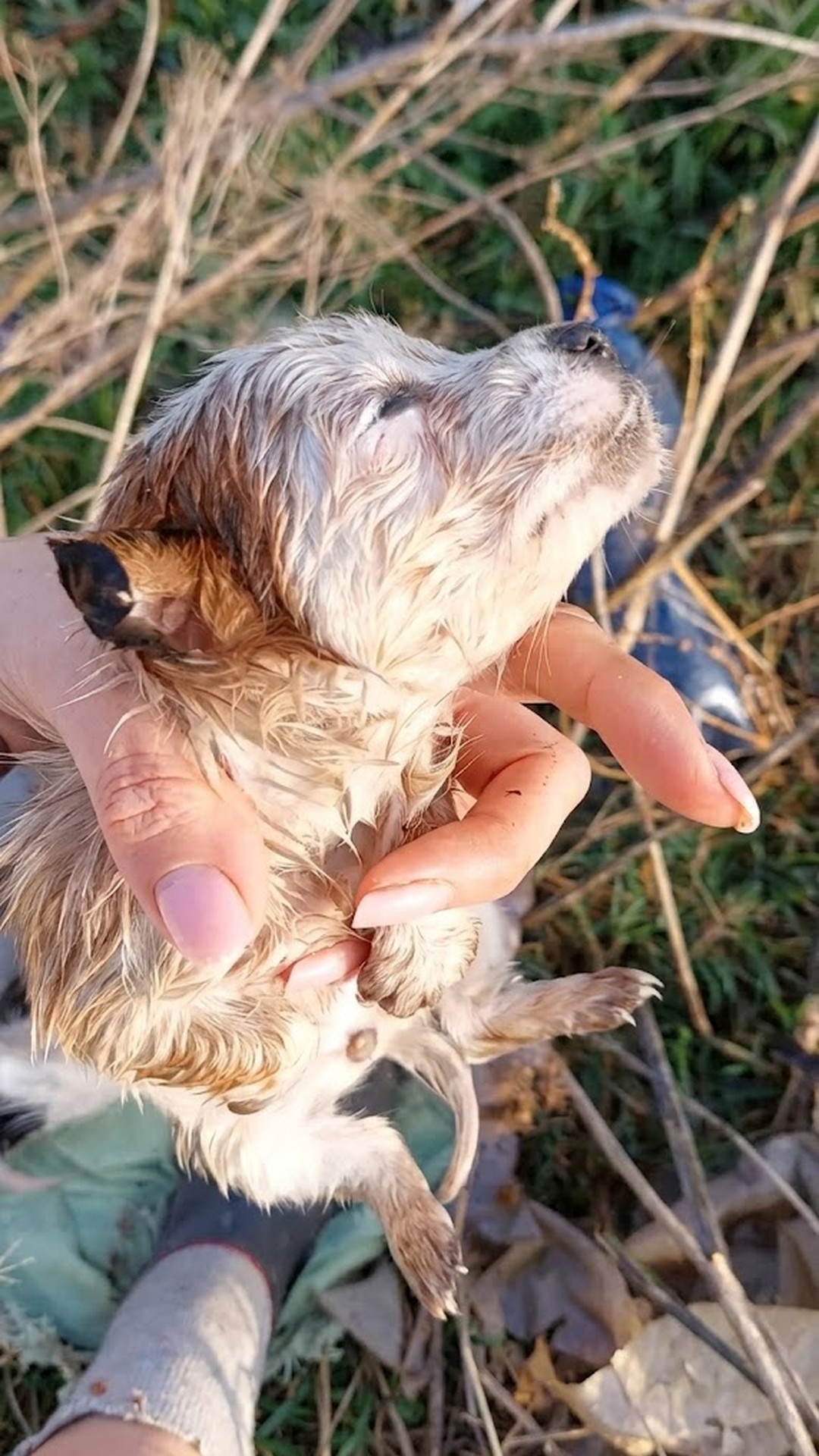 Rescue Progress: Four Puppies Revive from Hypothermia to Loving Home