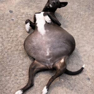 Rescue Dog Overcomes Life-Threatening Condition After Timely Intervention