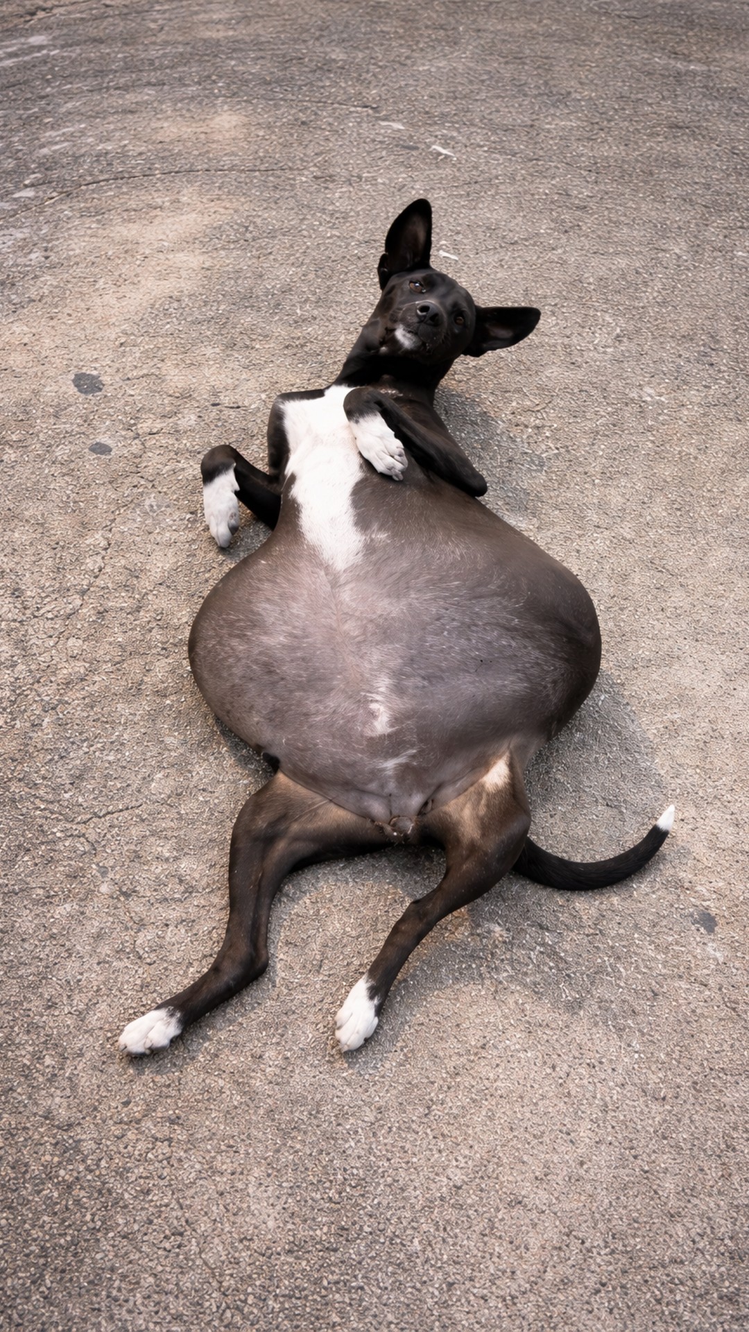 Rescue Dog Overcomes Life-Threatening Condition After Timely Intervention