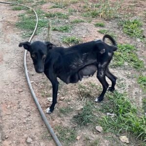 From Abandoned in the Cold to a Cozy Home: Ayla's Journey