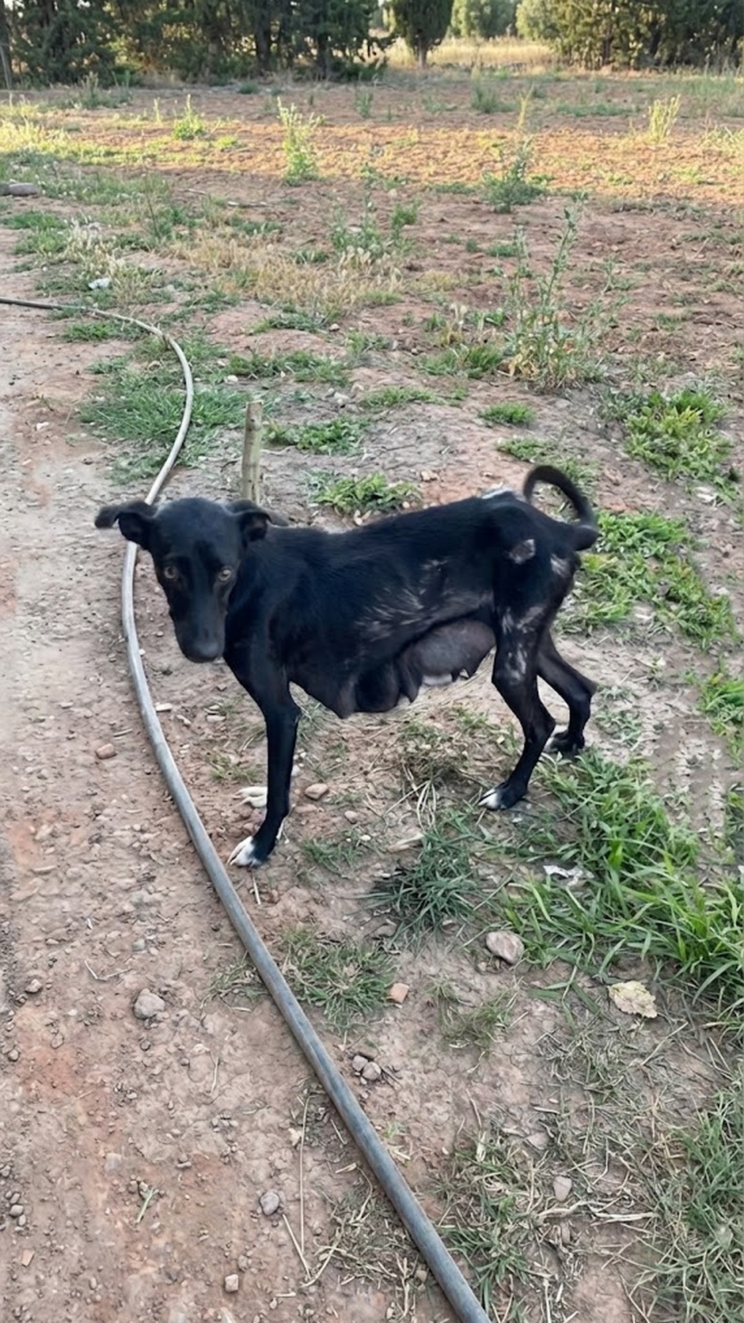 From Abandoned in the Cold to a Cozy Home: Ayla's Journey