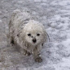Rescue in a Blizzard: Puppy Found with Ice Crystals on Fur