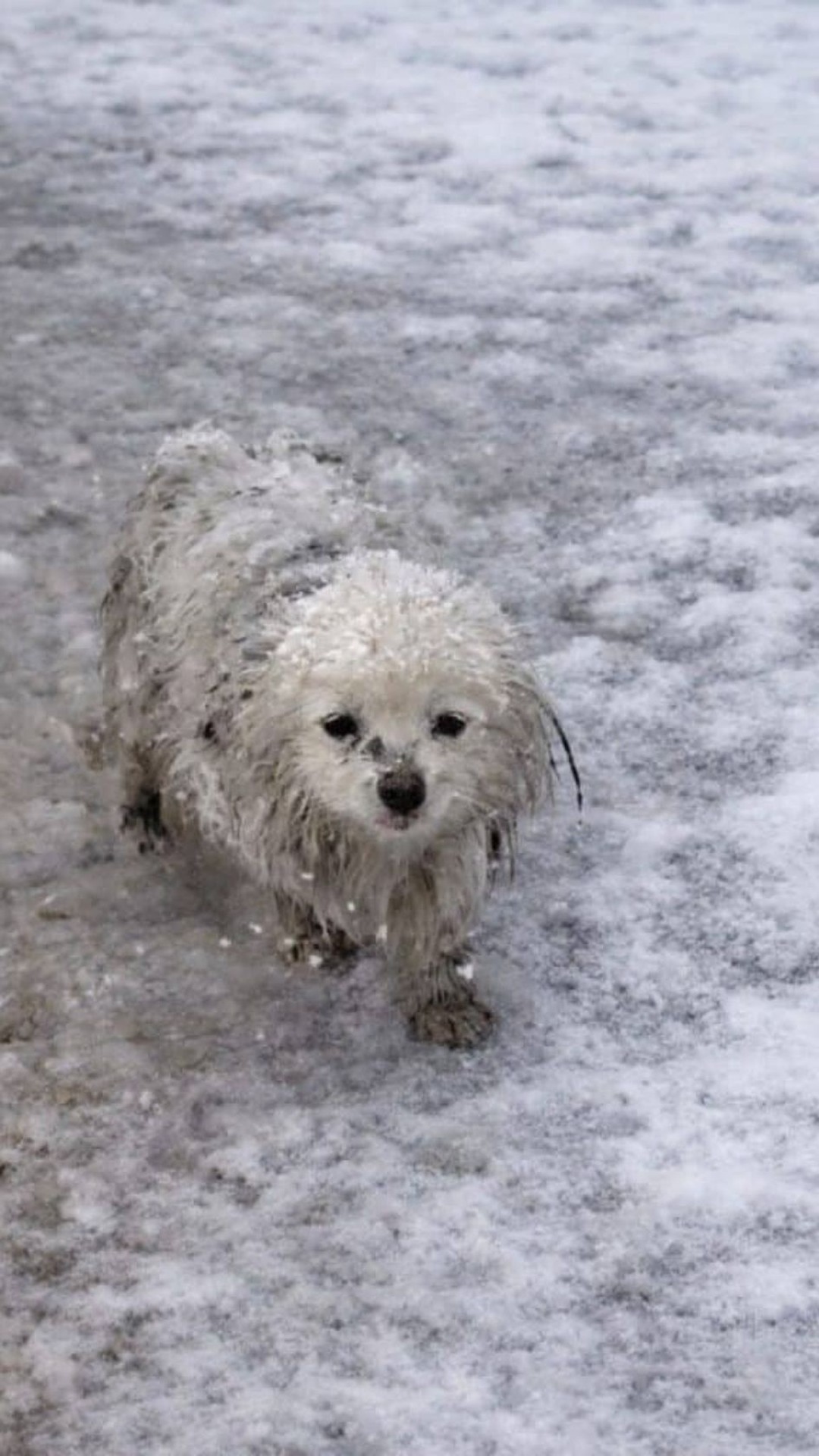 Rescue in a Blizzard: Puppy Found with Ice Crystals on Fur