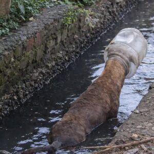 Rescue Team Frees Stray Dog Trapped by Plastic Container