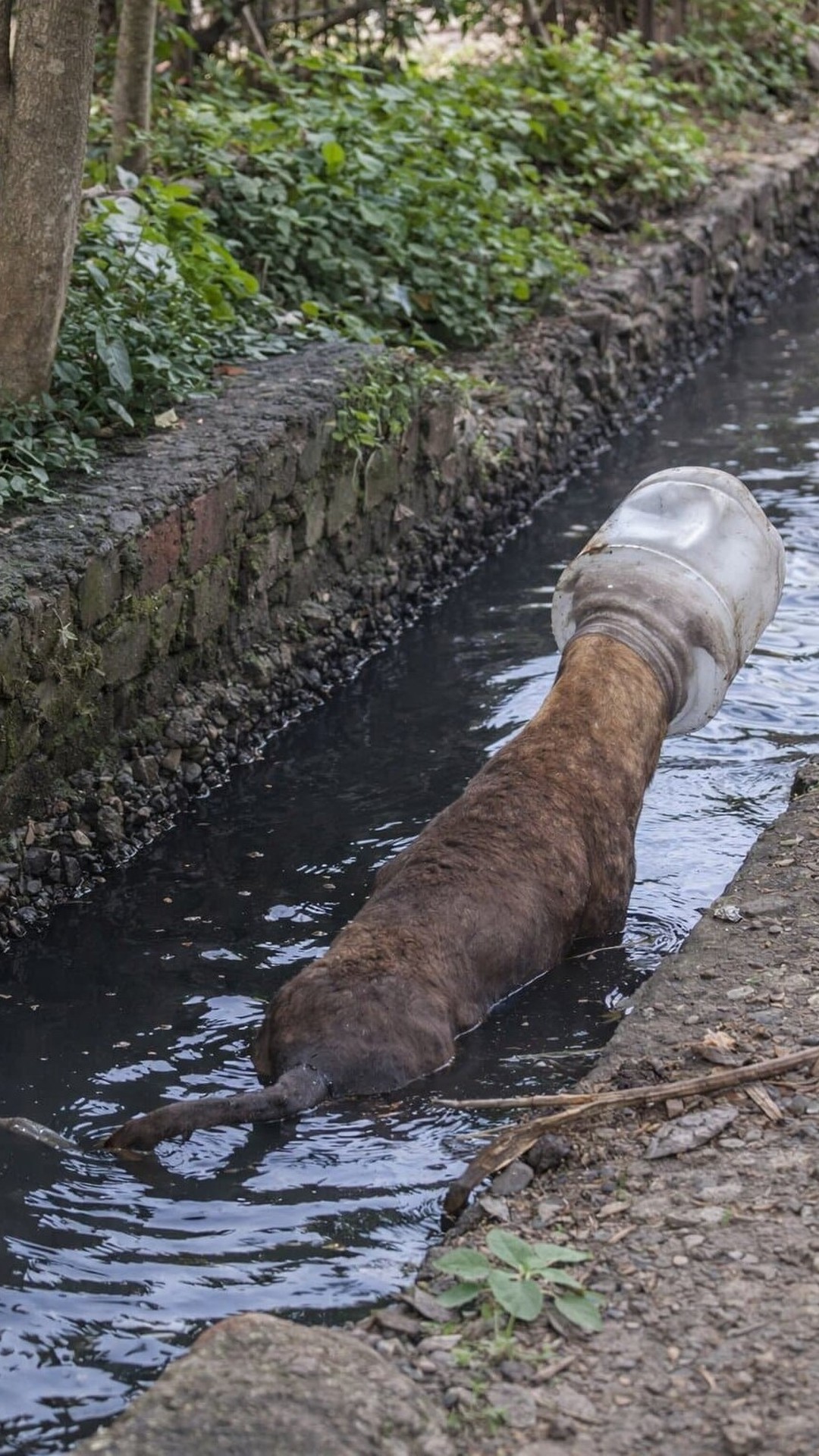 Rescue Team Frees Stray Dog Trapped by Plastic Container