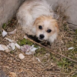 Rescue Team Finds Mother Dog Guarding Her Surviving Puppy in a Garden