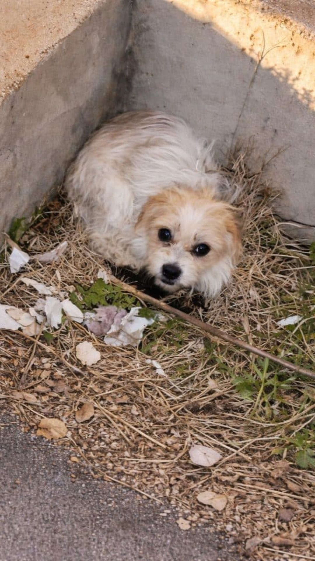 Rescue Team Finds Mother Dog Guarding Her Surviving Puppy in a Garden