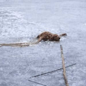 Community Unites to Rescue Dog Trapped on Frozen Lake