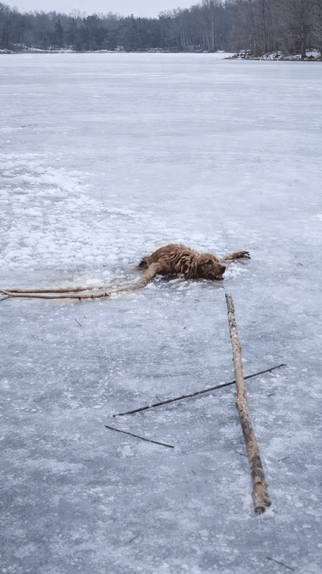 Community Unites to Rescue Dog Trapped on Frozen Lake