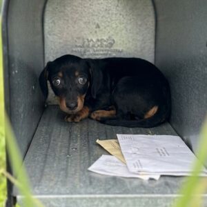 Puppy Rescued from Sweltering Mailbox Cried for Help