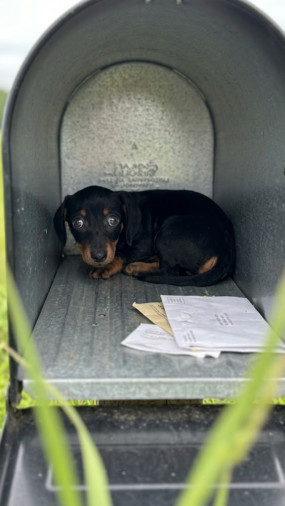 Puppy Rescued from Sweltering Mailbox Cried for Help