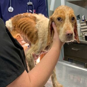 Puppy Found Abandoned on Concrete Rises to Sit Up for the First Time