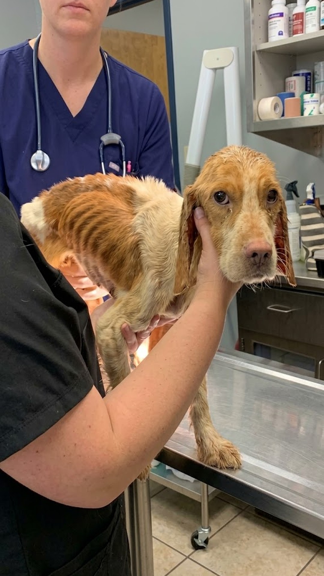 Puppy Found Abandoned on Concrete Rises to Sit Up for the First Time