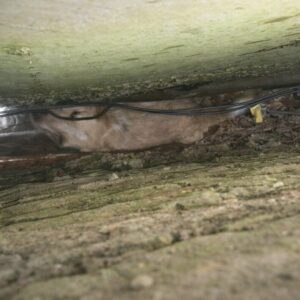 Dog Regains Freedom After 18 Hours Trapped Between Concrete Walls