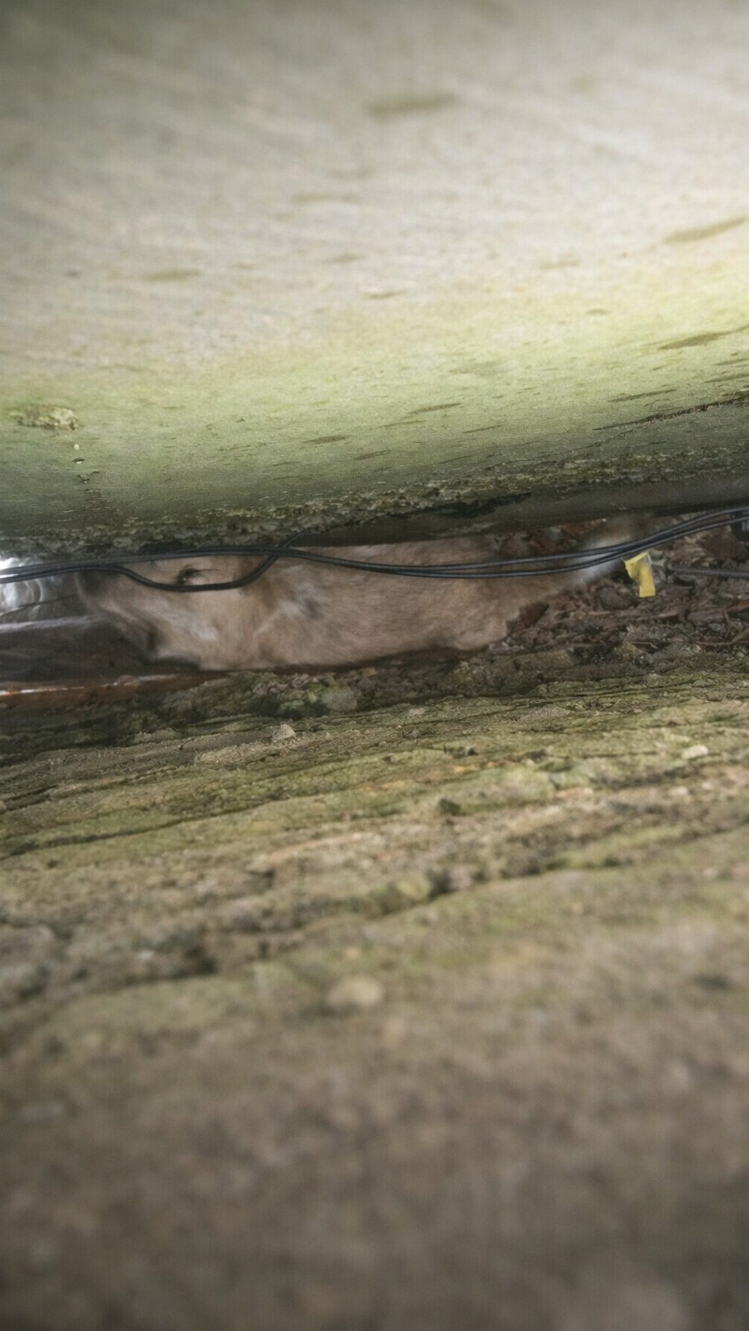 Dog Regains Freedom After 18 Hours Trapped Between Concrete Walls