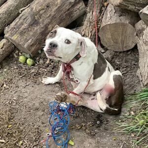 Bella's Journey: From Abandonment to Healing in Just Weeks