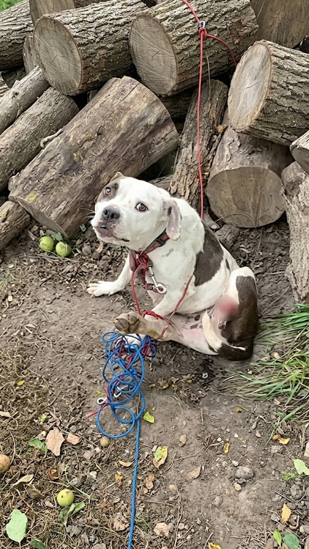 Bella's Journey: From Abandonment to Healing in Just Weeks