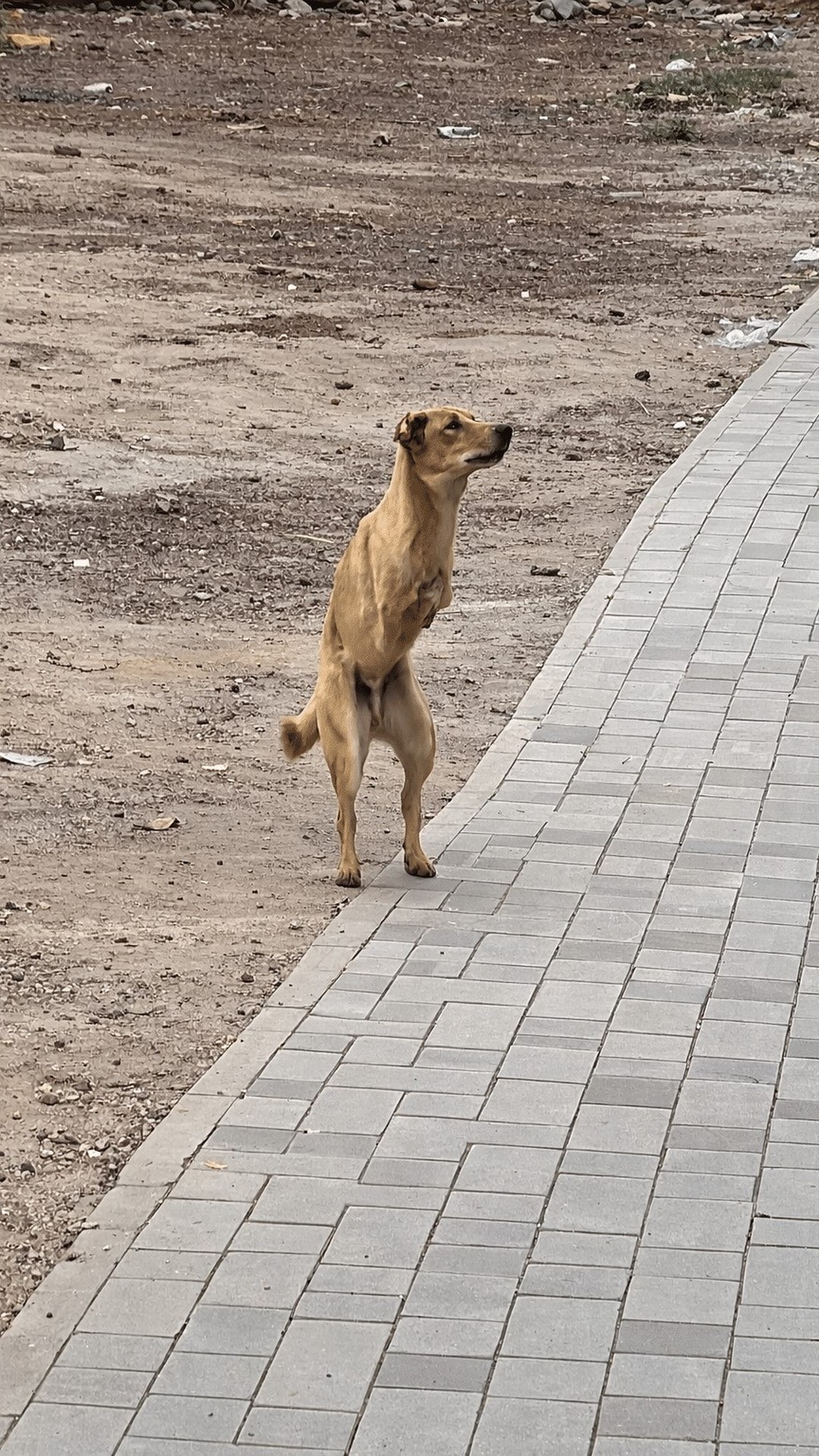 Zavrik's Remarkable Recovery After a Life-Altering Accident