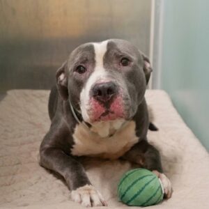 Stormy's Rescue: From Death Row to a Loving Foster Home in Minutes