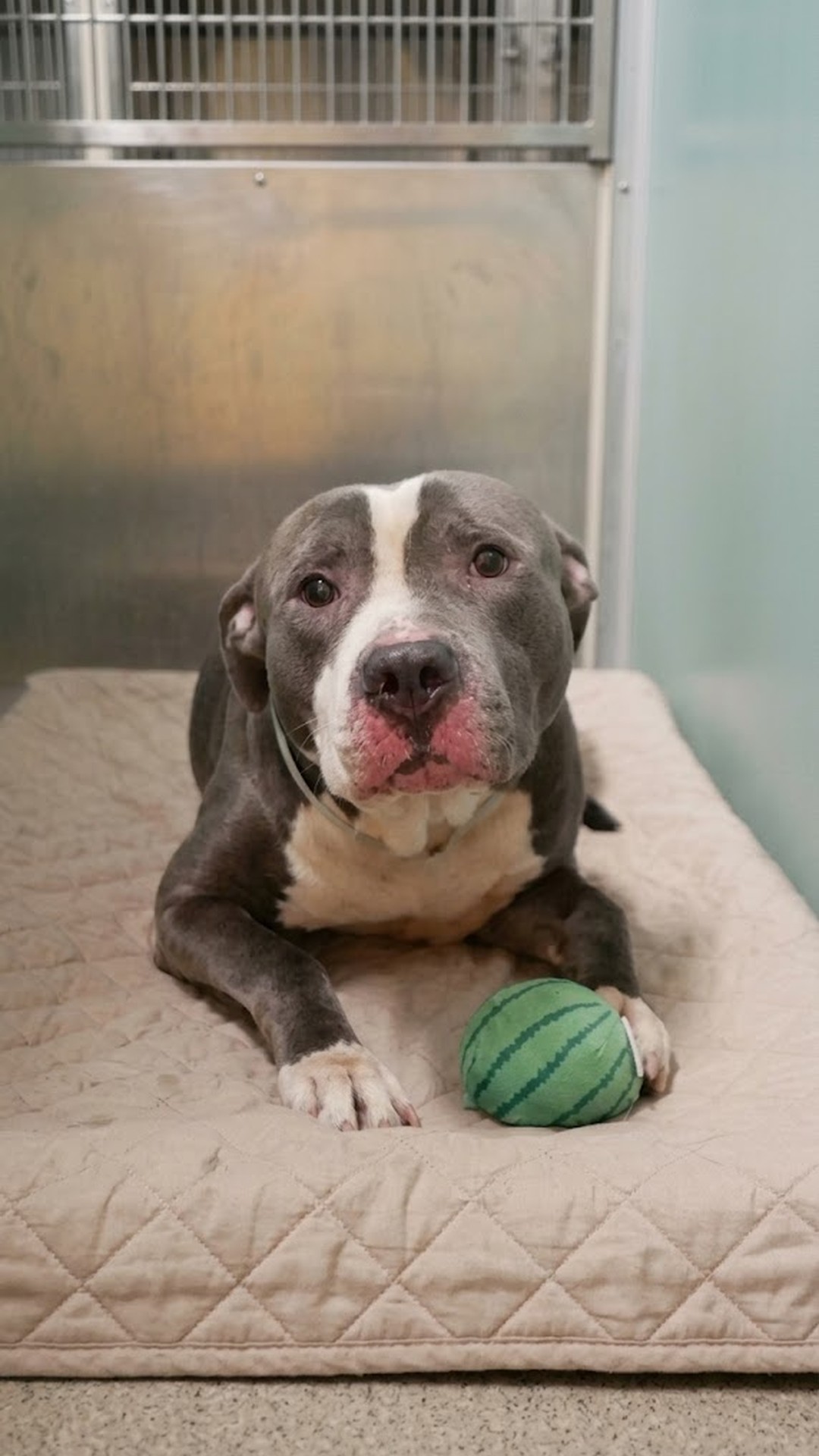 Stormy's Rescue: From Death Row to a Loving Foster Home in Minutes