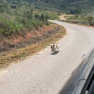 Tiny Dog Chases Down Van for Help and Finds a New Life