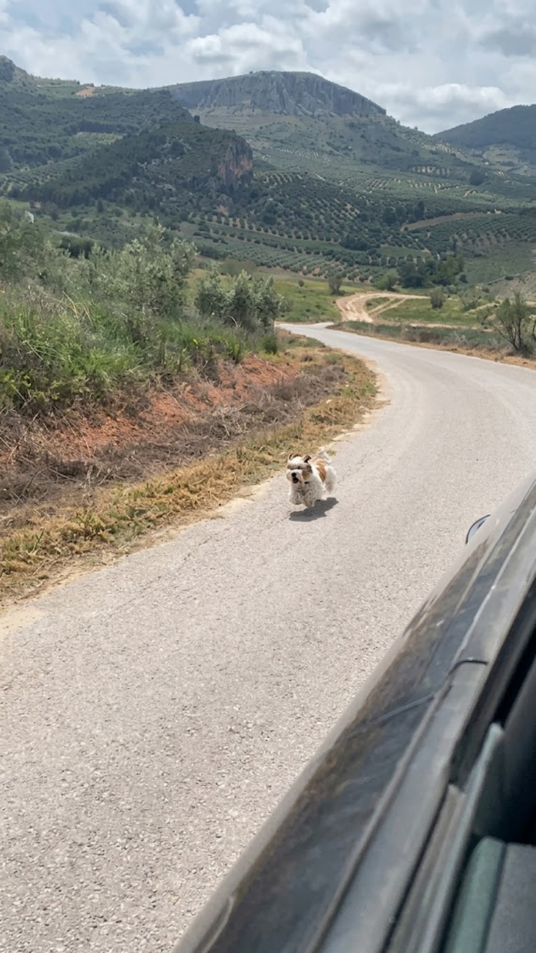 Tiny Dog Chases Down Van for Help and Finds a New Life