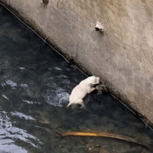Man Rescues Puppy from Drainage Ditch with a Dustpan