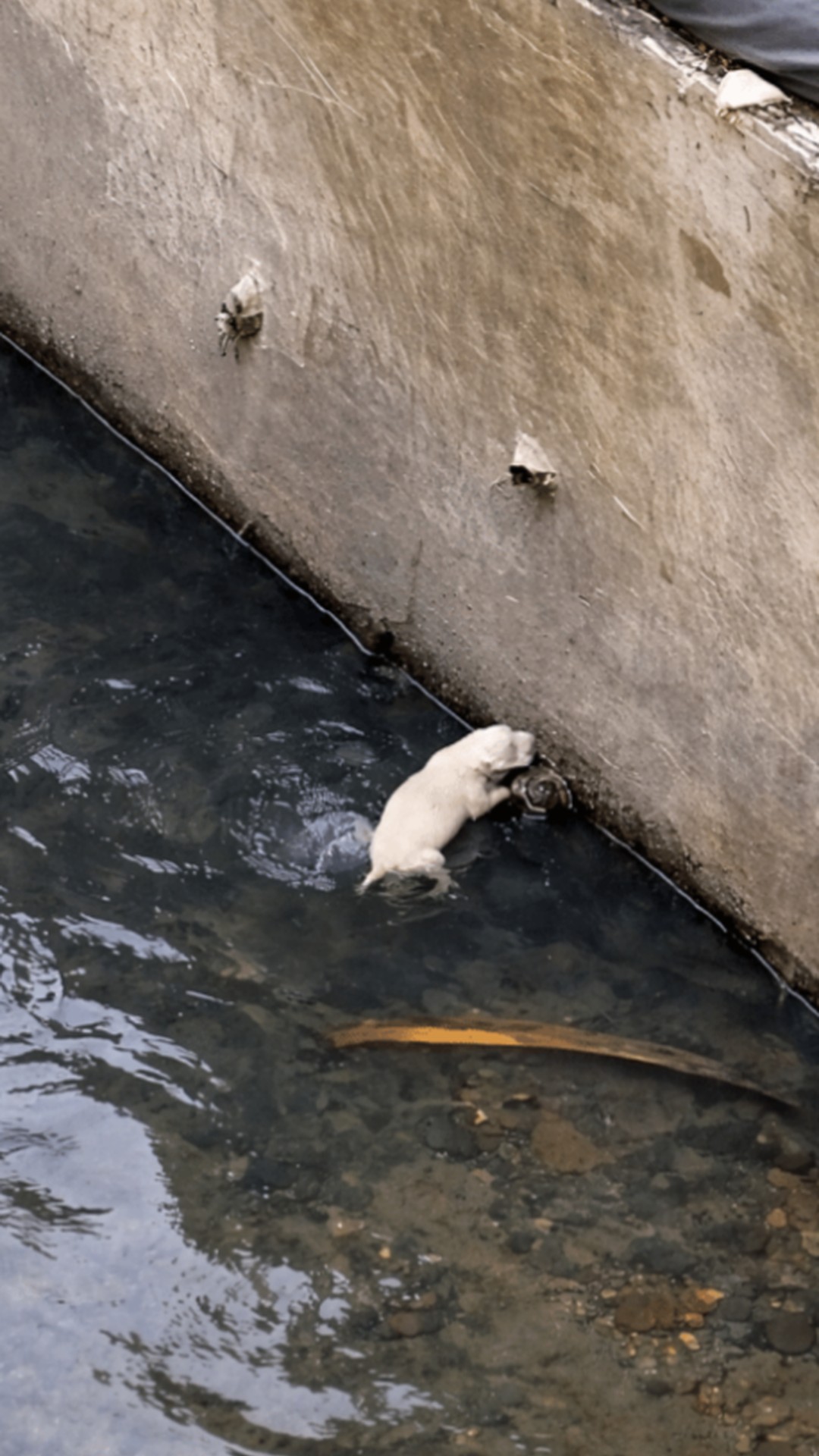 Man Rescues Puppy from Drainage Ditch with a Dustpan