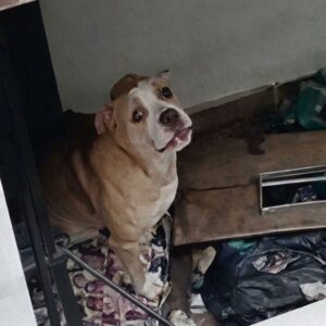 Neighbors Rescue Simba, a Dog Trapped on a Balcony for Over a Year
