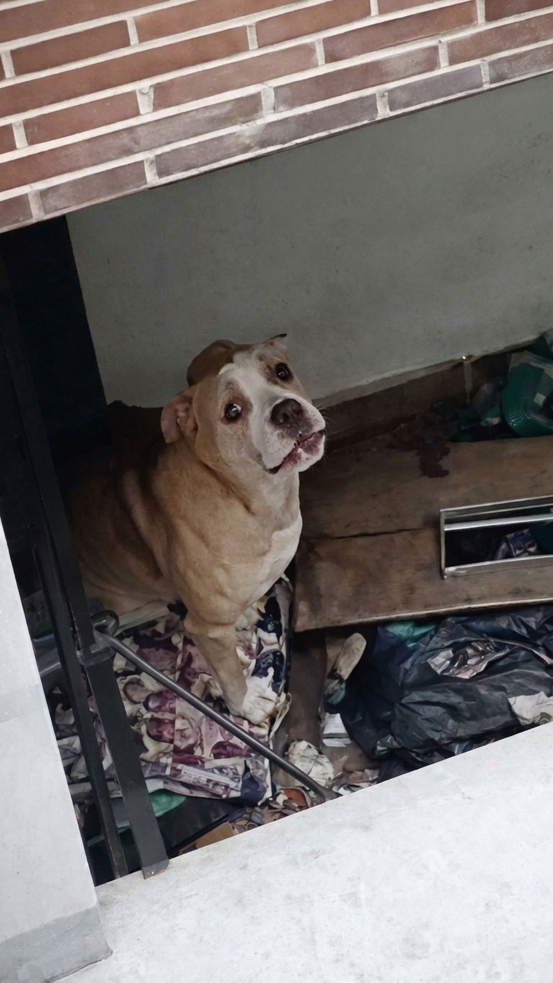 Neighbors Rescue Simba, a Dog Trapped on a Balcony for Over a Year