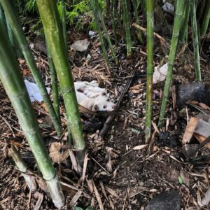 Rescuer Discovers Eight Puppies in Bamboo and Nurtures Them to Life