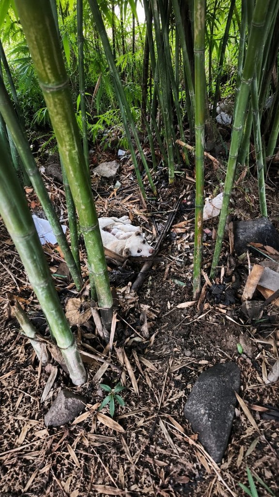 Rescuer Discovers Eight Puppies in Bamboo and Nurtures Them to Life