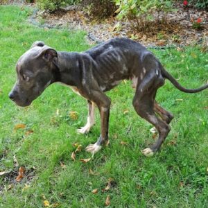 Tiny Pit Bull Found in Gutter Makes Incredible Recovery After Rescue
