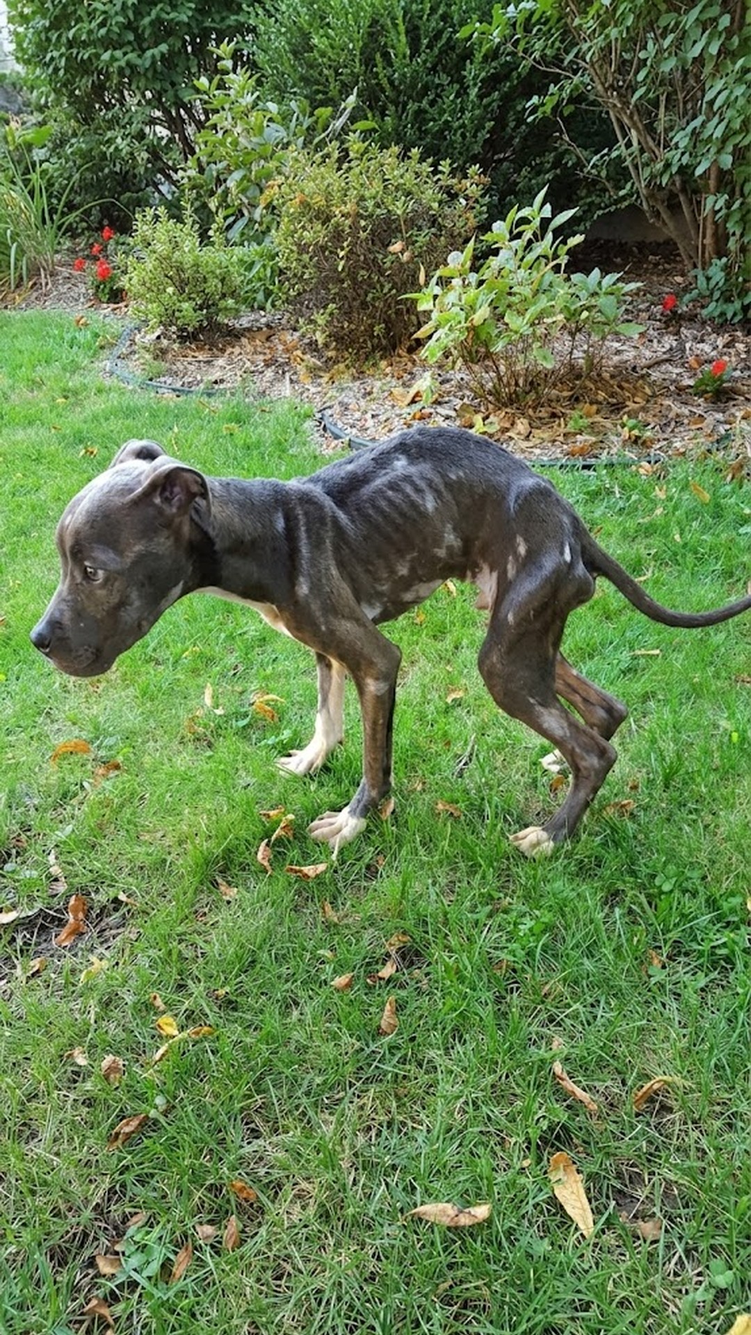 Tiny Pit Bull Found in Gutter Makes Incredible Recovery After Rescue