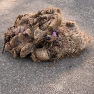 Garage Owner Discovers Dog Hidden Under Years of Neglect