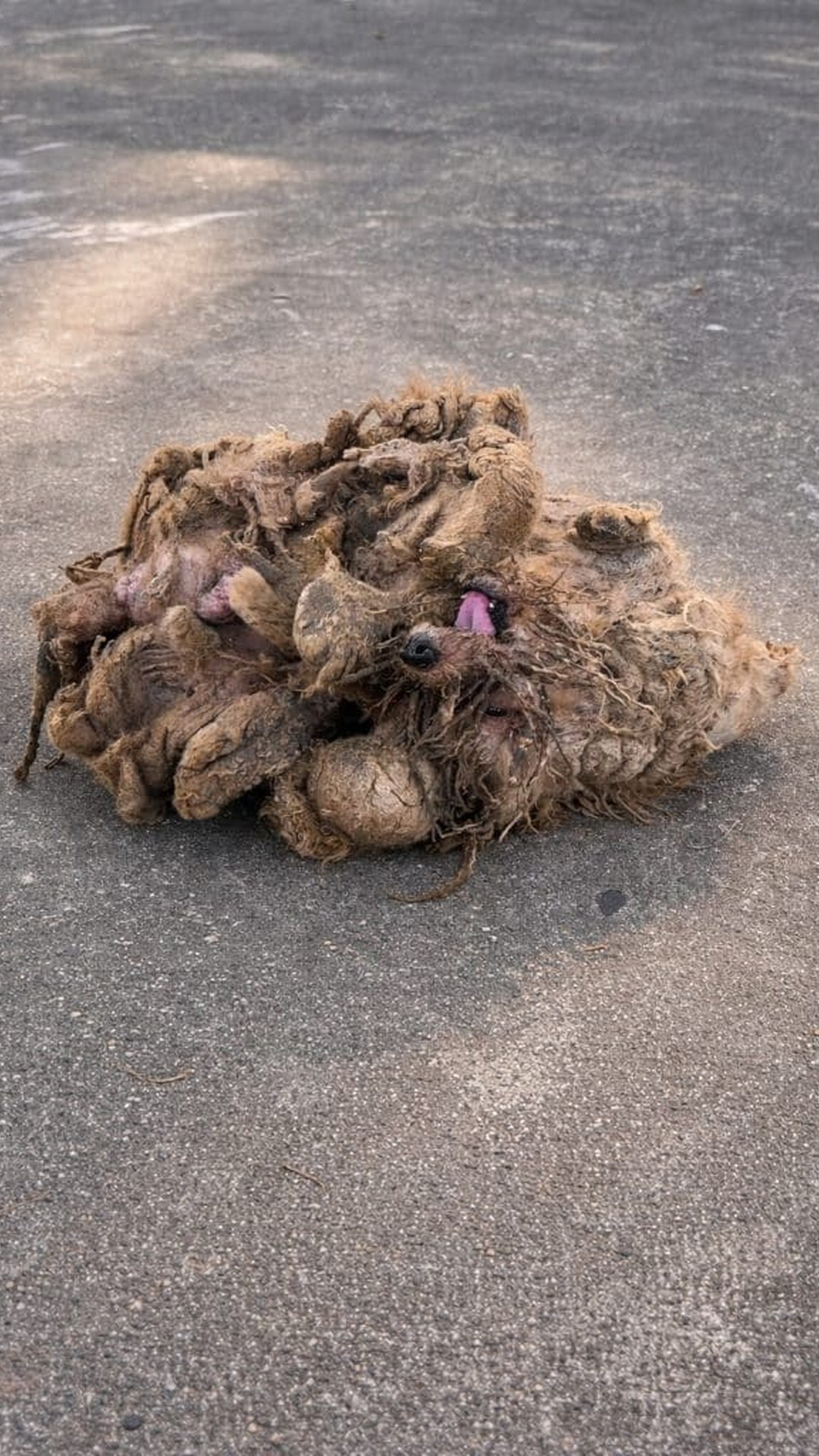 Garage Owner Discovers Dog Hidden Under Years of Neglect