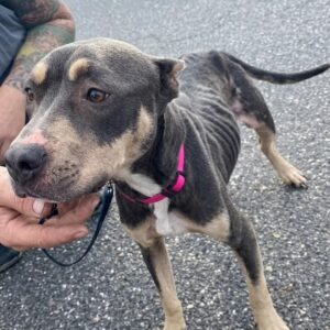 Rescued Pit Bull Remi Overcomes Isolation with Unforgettable Affection