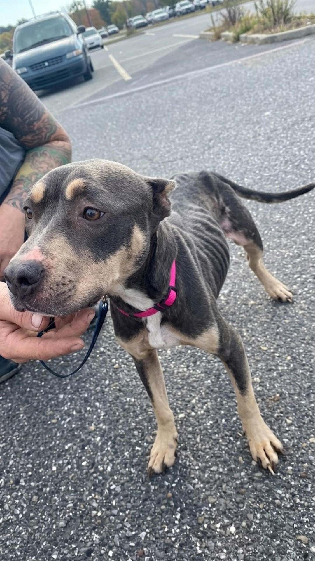 Rescued Pit Bull Remi Overcomes Isolation with Unforgettable Affection