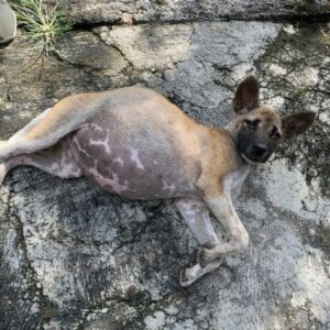 Puppy Found Motionless on Road Makes Remarkable Recovery After Two Days