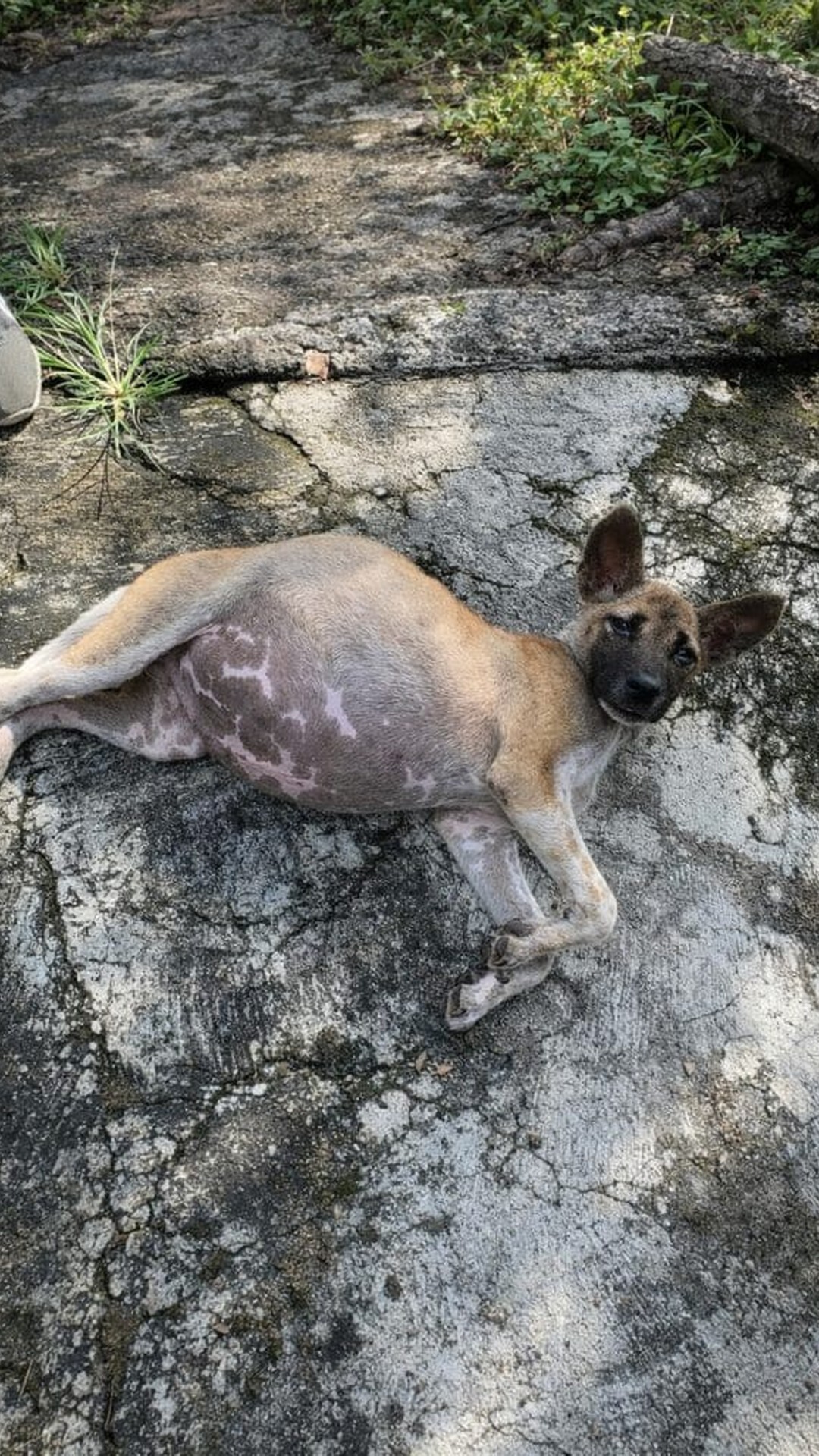 Puppy Found Motionless on Road Makes Remarkable Recovery After Two Days