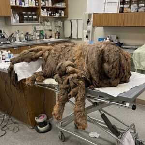 Sprout's Journey: 32.5 Pounds of Fur Removed to Begin Her New Life
