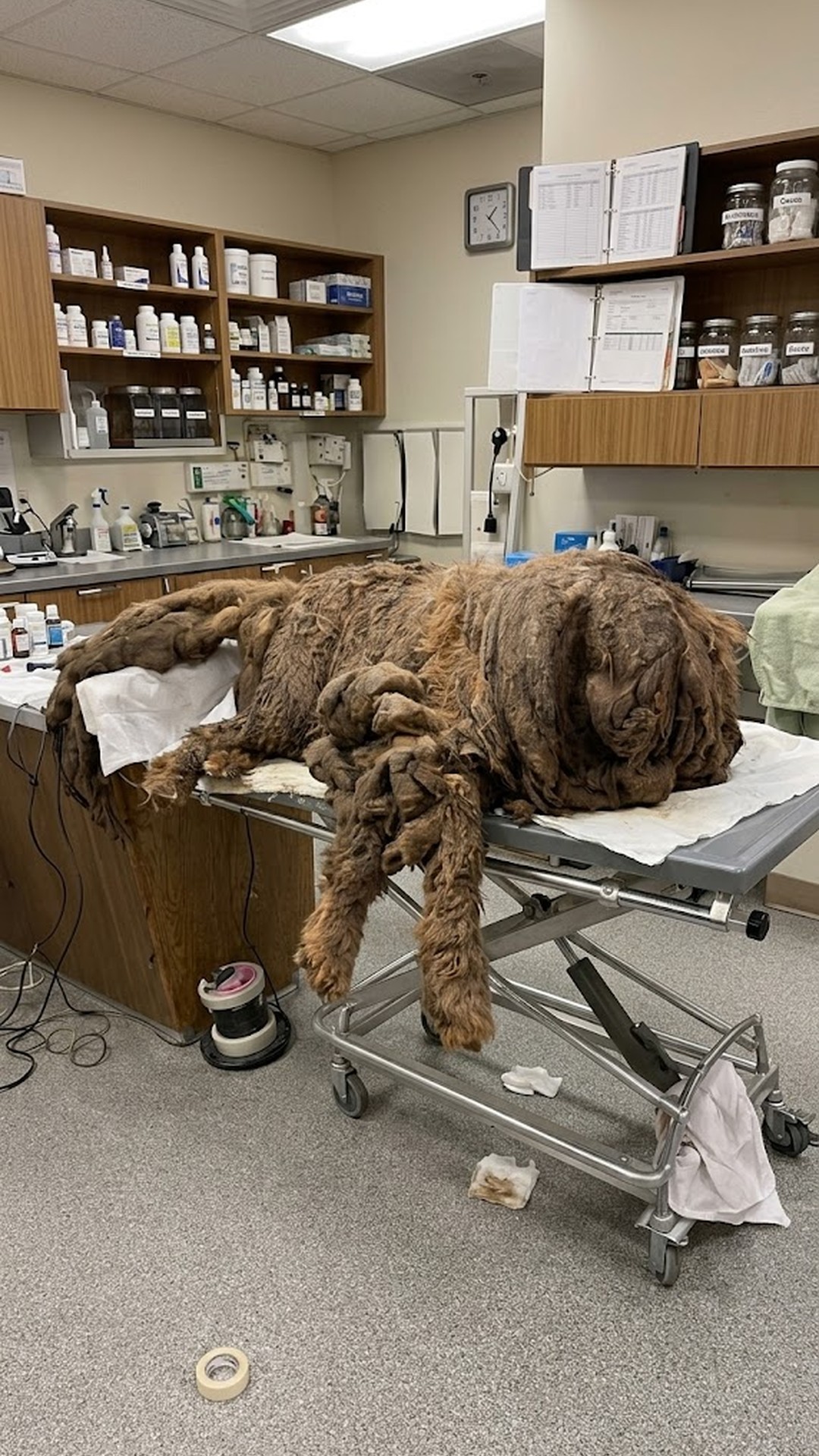 Sprout's Journey: 32.5 Pounds of Fur Removed to Begin Her New Life