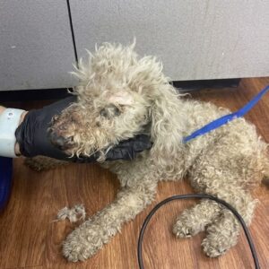 Petal's Recovery: From Rescued Senior Poodle to Cherished Family Member in Months