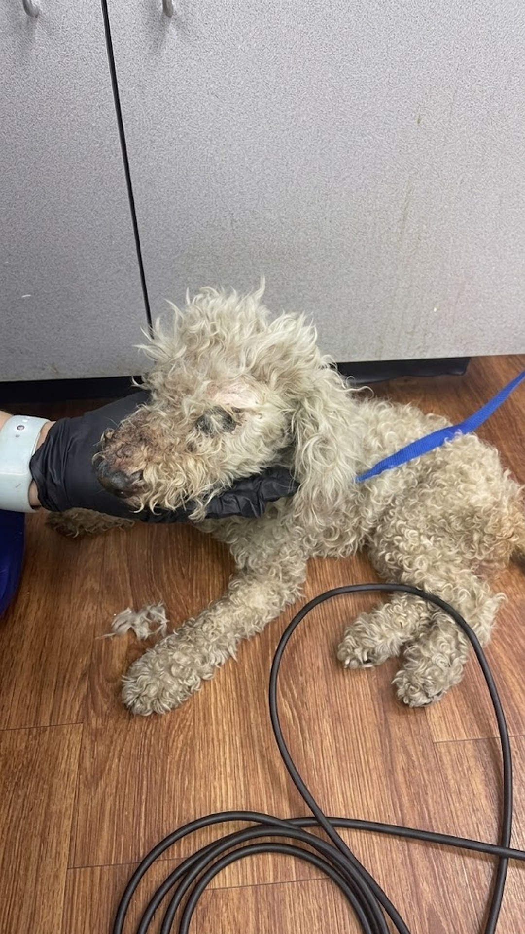 Petal's Recovery: From Rescued Senior Poodle to Cherished Family Member in Months